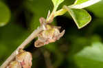 Smallflower pawpaw